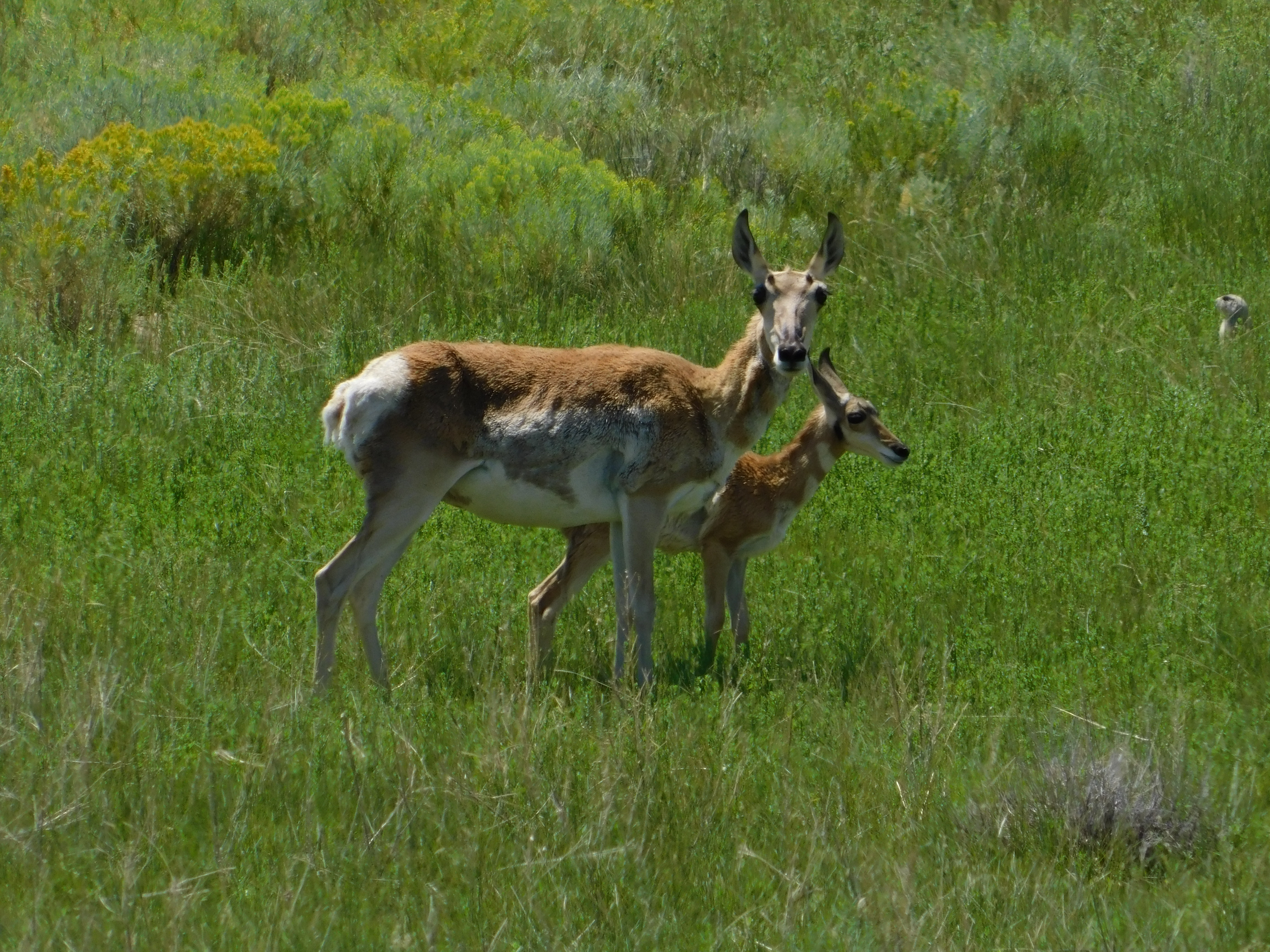 pronghorn antelope mother with baby